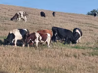 Bou, Rasa Holstein — foto 1