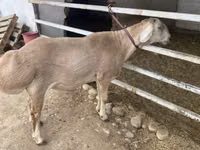 كبش, Rhon sheep — الصورة 1