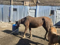 घोड़ी, Altai horse — फ़ोटो 3