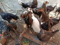 हैम्बर्ग — फ़ोटो 1