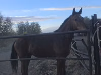 公马, Thoroughbred horse — 照片 2