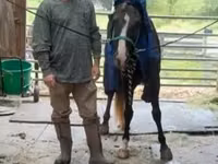 Aygʻir, Rocky Mountain Horse — 7-rasm