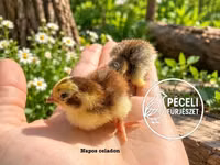 Quails — foto 5