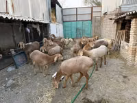 Dişi keçi, Keçilər — foto 2