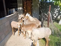 Schaf, Arashan sheep — Foto 3