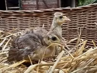 Guinea fowl — photo 3
