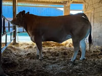 Cow, Partenaise cattle — photo 1