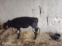 母牛, Cattle — 照片 3