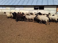 نعجة, White Suffolk sheep — الصورة 1