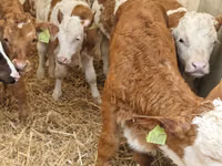 Cattle (batch, sex not specified), Simmental cattle — photo 1