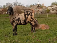 Ziegenbock, Nubian Goat — Foto 4