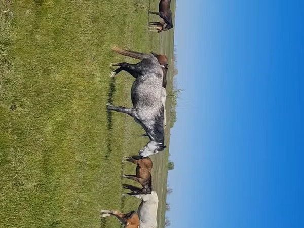 Stute, Kazakh horse