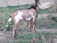Ziegenbock, Nubian Goat — Foto 1