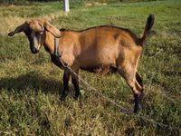 Taka, Nubian Goat — 4-rasm