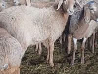 母羊, Sheep — 照片 4