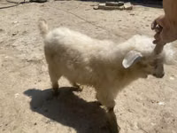 Chèvre, Angora goats — photo 2