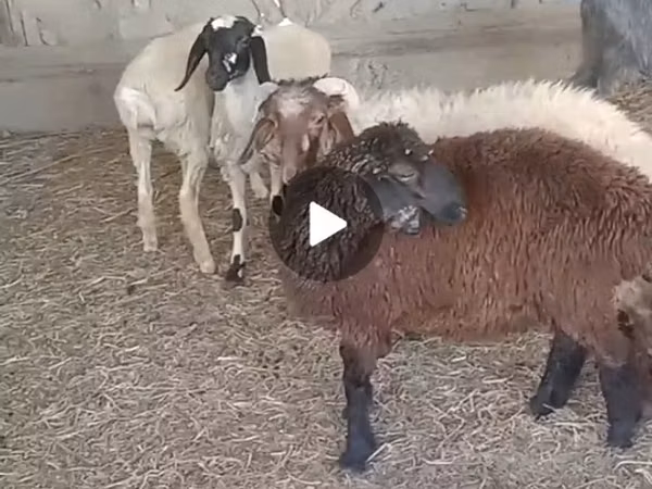 Bélier, Moutons