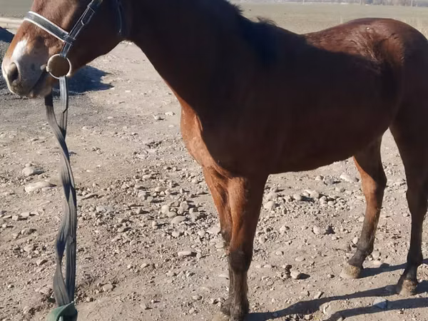 Hengst, Kazakh horse