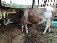 Kuh, Simmental cattle — Foto 6