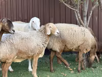 Schaf, Arashan sheep — Foto 6