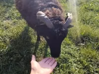 Oaie, Ouessant sheep — foto 3