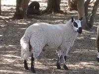 Ram, Cerry Hill sheep — photo 2
