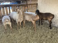 Widder, Arashan sheep — Foto 2