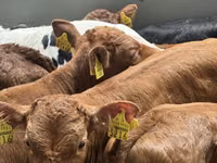 牛只（批次，未指定性别）, Cattle — 照片 3