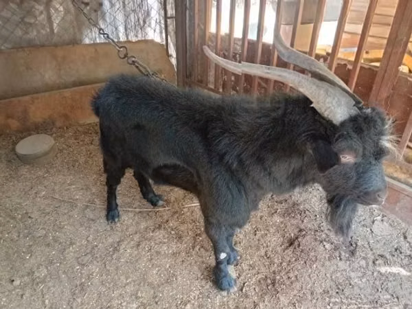 Țap, Nubian Goat