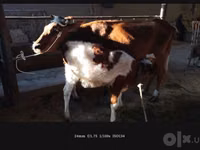 Kuh, Simmental cattle — Foto 4