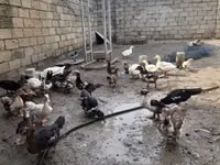 Pekin Alemão — foto 1