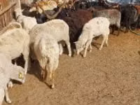 भेड़, Racka sheep — फ़ोटो 3