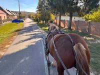 Mare, Horses — photo 6