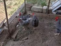 Poule slovène barrée — photo 2