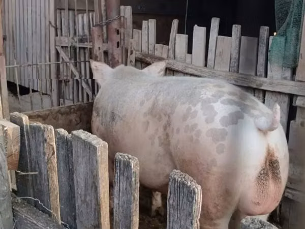 Vier, Porci