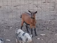 عنزة, Alpine goat — الصورة 1