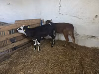 Cow, Cattle — photo 5
