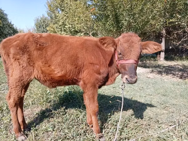 Bou, Bovine