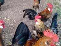 Dutch Bantam — photo 3