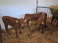 Bou, Russian Black pied cattle — foto 5
