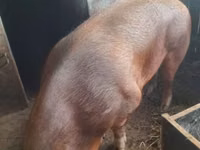 Boar — photo 2