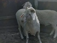 Berbec, Oi — foto 4