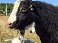 تيس, LaMancha goats — الصورة 1