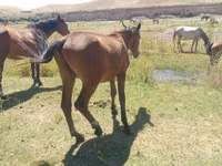 公马, Kazakh horse — 照片 1
