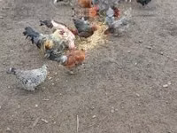 डेनिश हेन — फ़ोटो 1