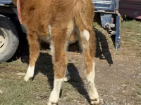 Toro, Simmental cattle — foto 7