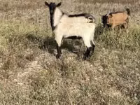 Ziegenbock, Alpine goat — Foto 1