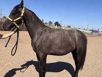 Jument, Friesian — photo 5