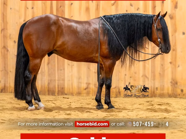 公马, Quarter Horse