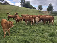 Bovine (lot, sex nespecificat), Vaca Limousine — foto 2